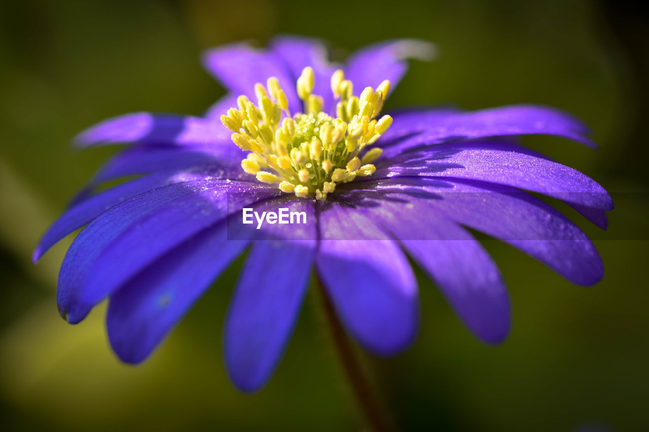 Close-up of purple flowering plant