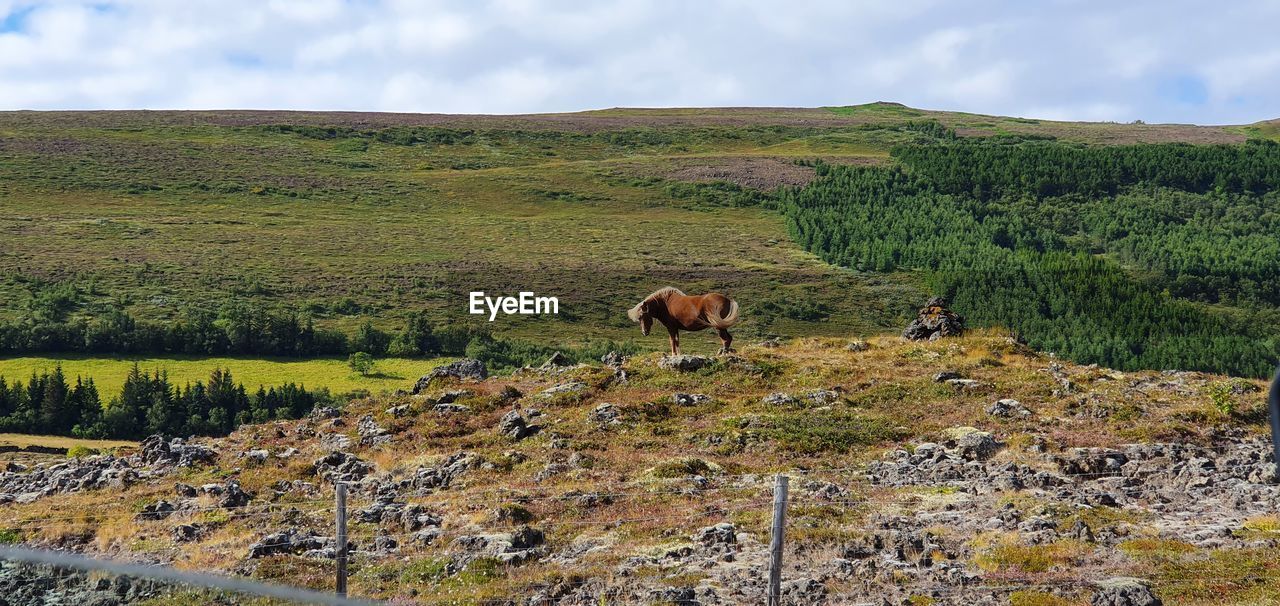 Islandic horse