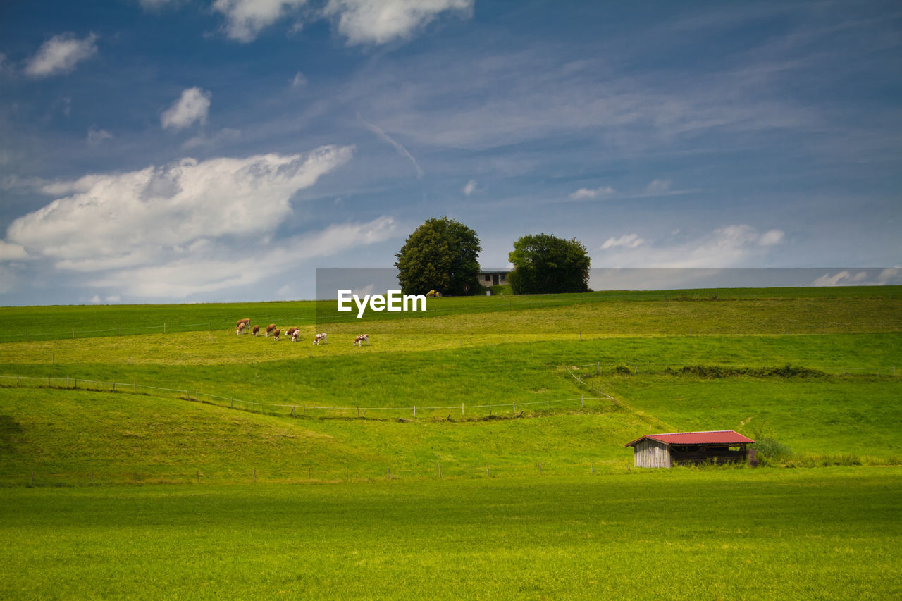 Scenic view of grassy field against sky