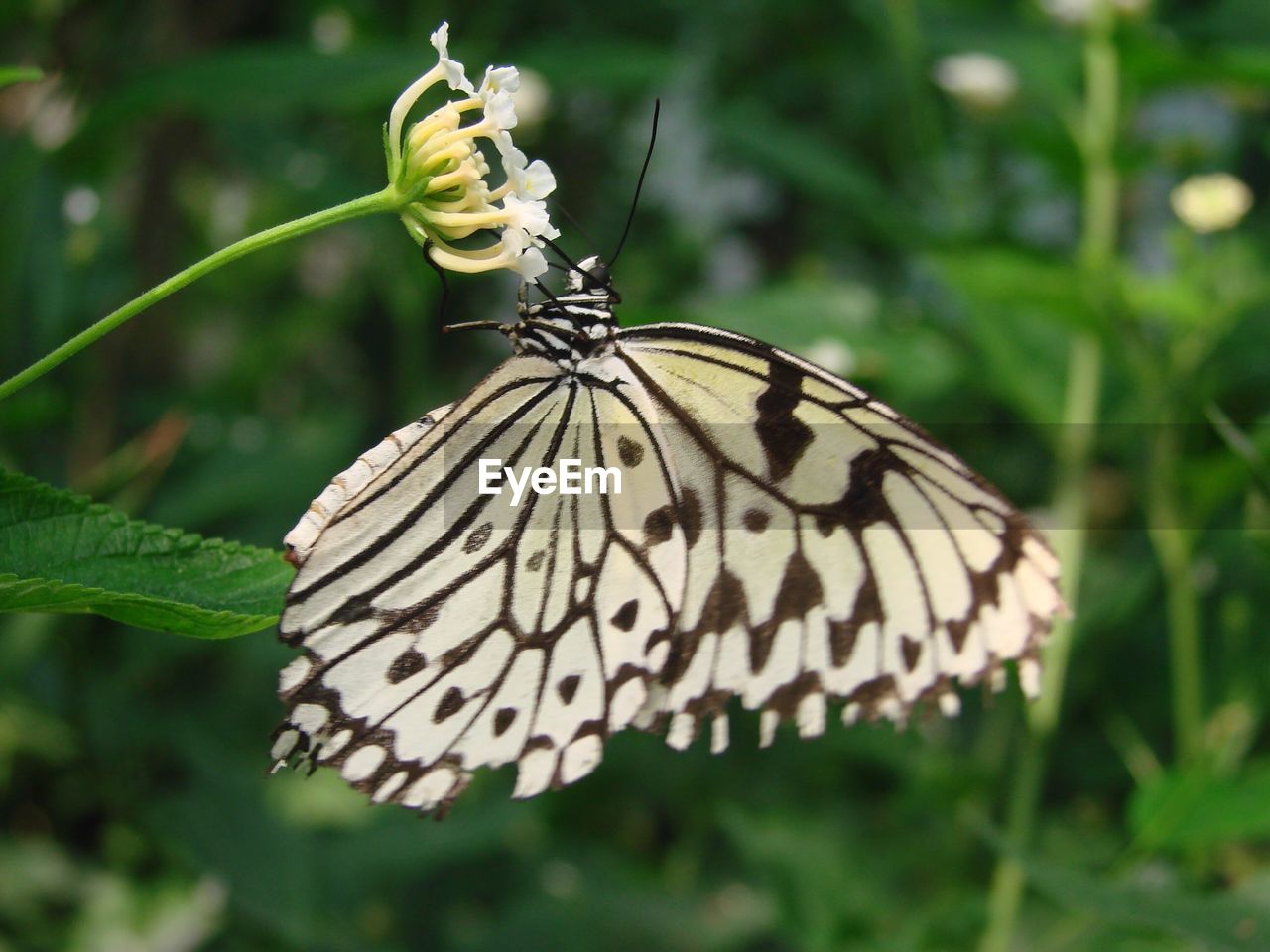 BUTTERFLY POLLINATING FLOWER