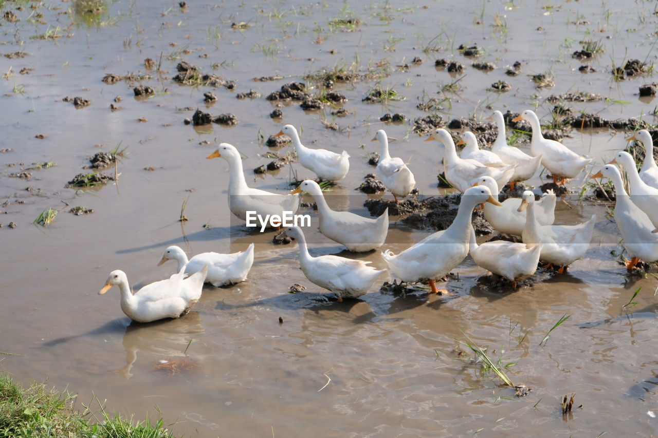 HIGH ANGLE VIEW OF SWANS IN WATER