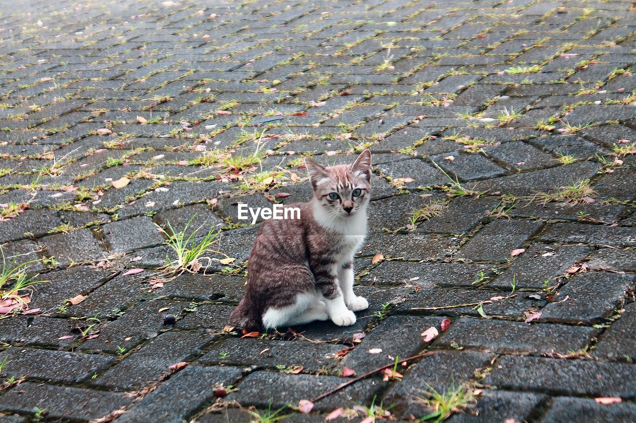 Portrait of cat sitting on street