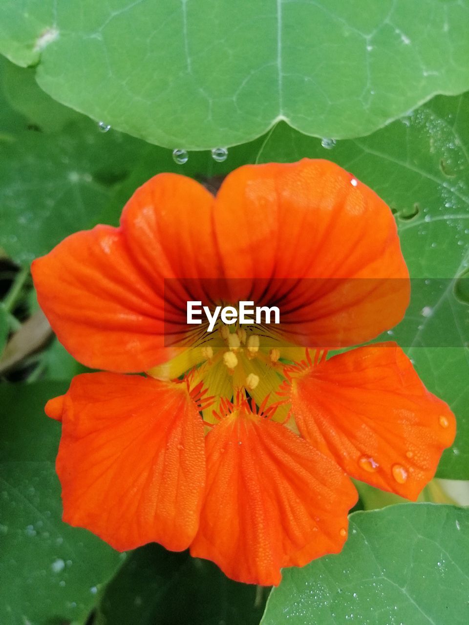 freshness, flower, flowering plant, plant, close-up, fragility, beauty in nature, petal, flower head, growth, orange color, inflorescence, leaf, plant part, nature, green, no people, pollen, yellow, outdoors, botany, day