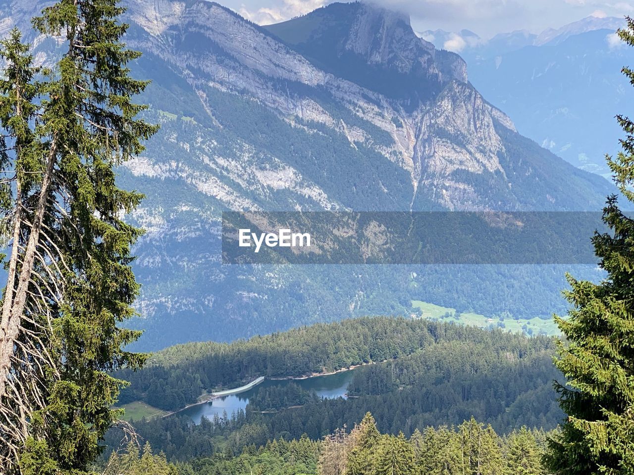 SCENIC VIEW OF PINE TREES ON MOUNTAINS