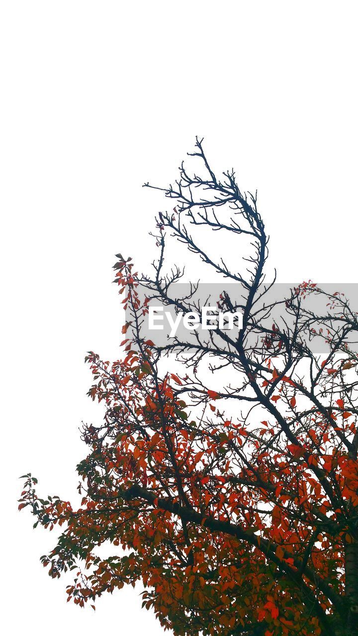 Low angle view of tree against clear sky during autumn