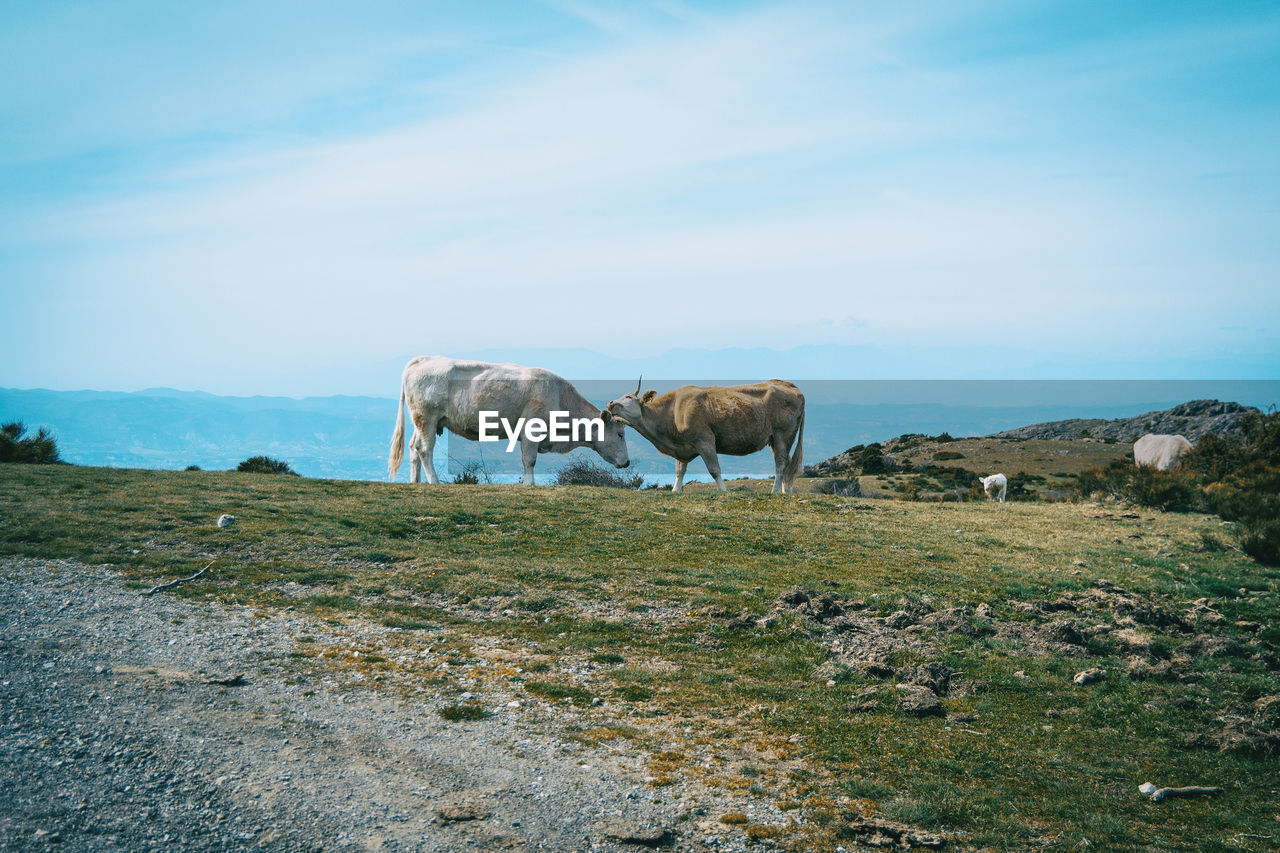 VIEW OF SHEEP ON FIELD