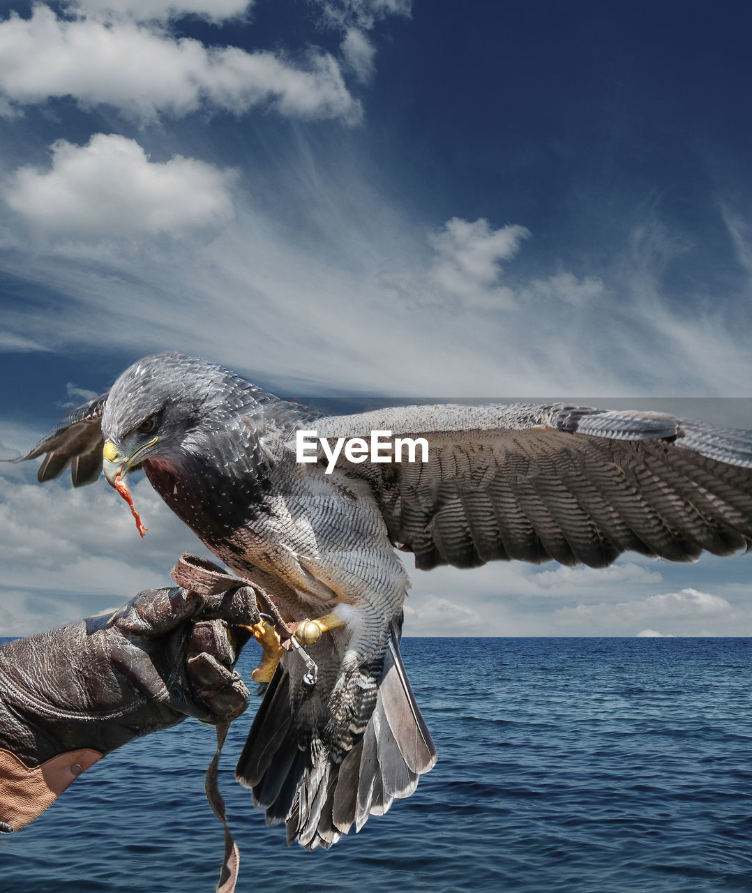 Close-up of hand holding bird by sea against sky