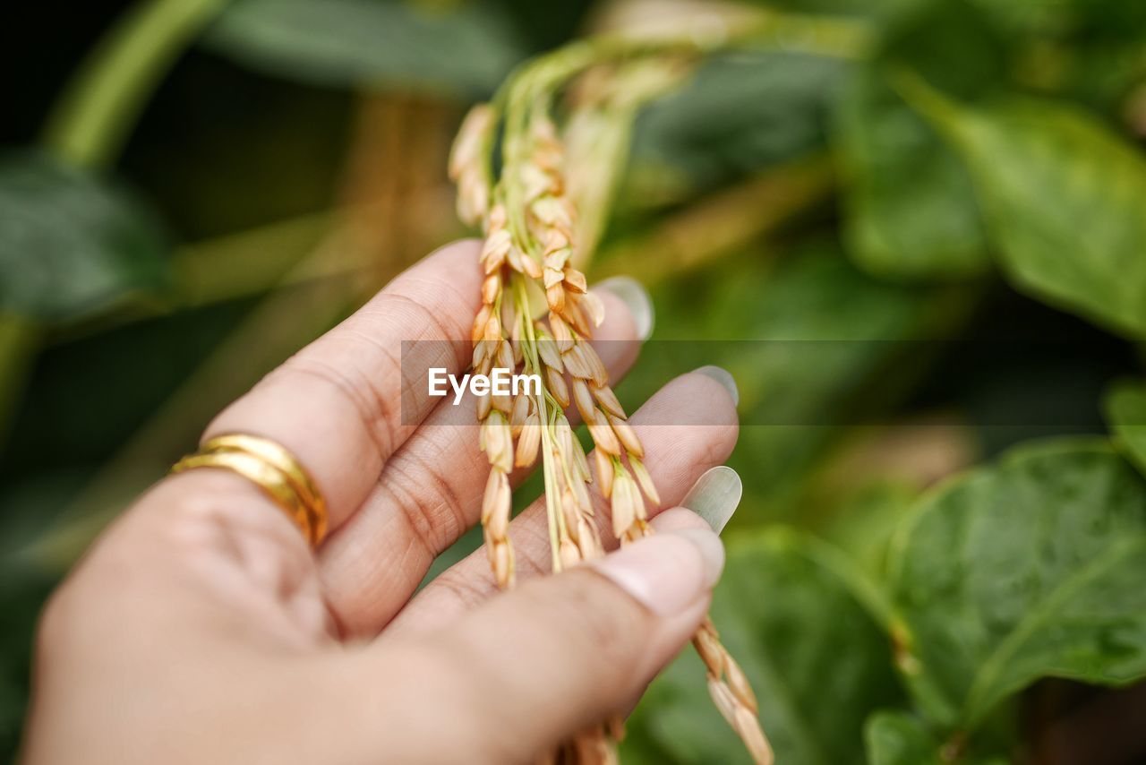 CLOSE-UP OF HAND HOLDING CORN PLANT