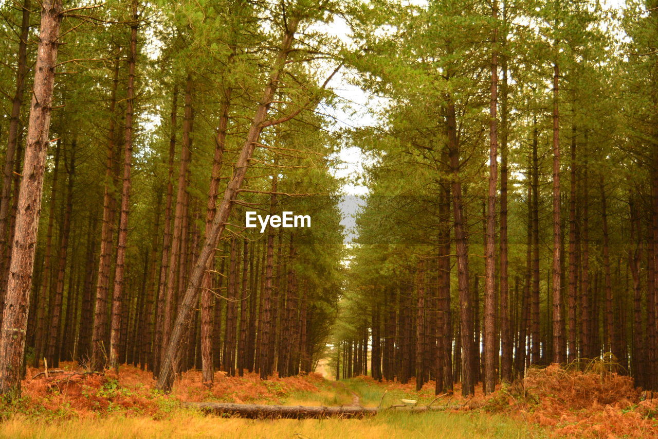 Pine trees in forest