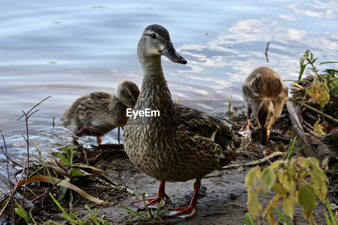 DUCKS ON LAKE