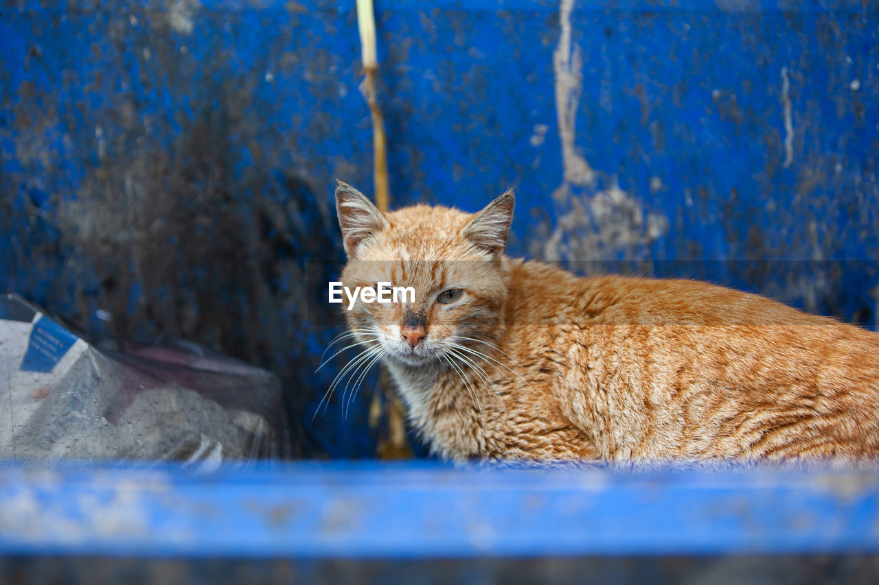Homeless stray dirty ginger cat sitting on trash bin, searching for food in garbage container.