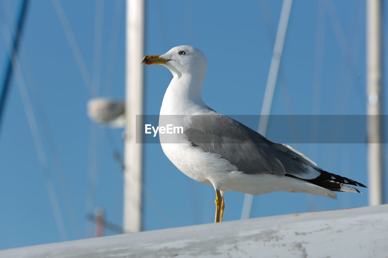 Close-up of seagull perching outdoors