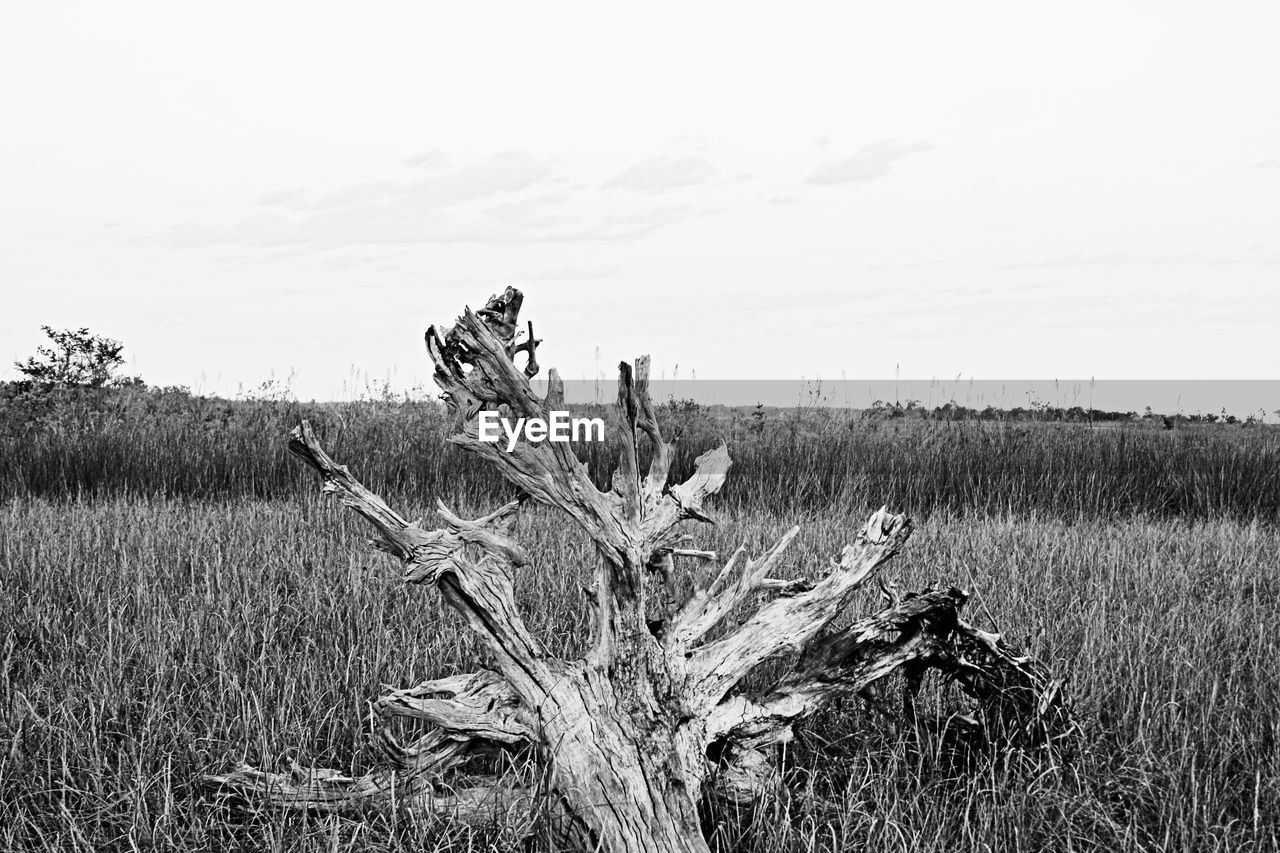 CROPS GROWING ON FIELD AGAINST SKY