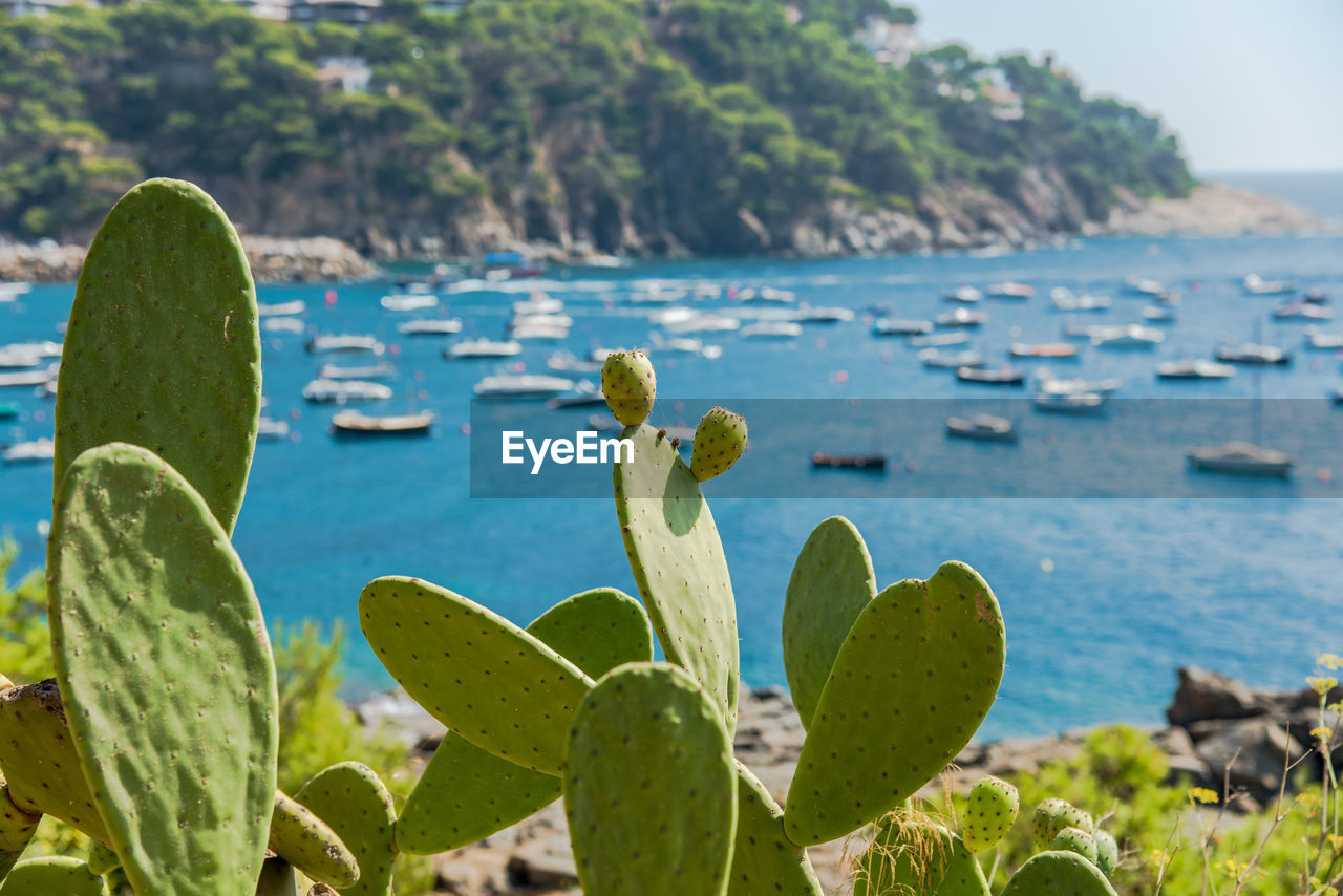 CLOSE-UP OF CACTUS ON SEA