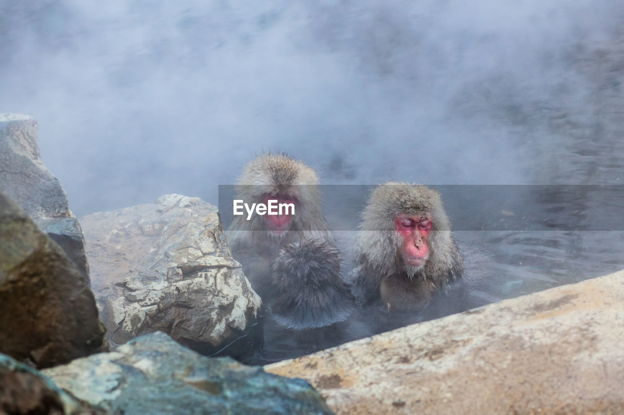 Monkey in hot spring river