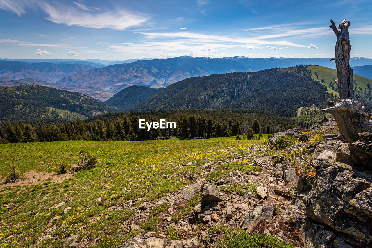 PLANTS GROWING ON LAND AGAINST MOUNTAINS