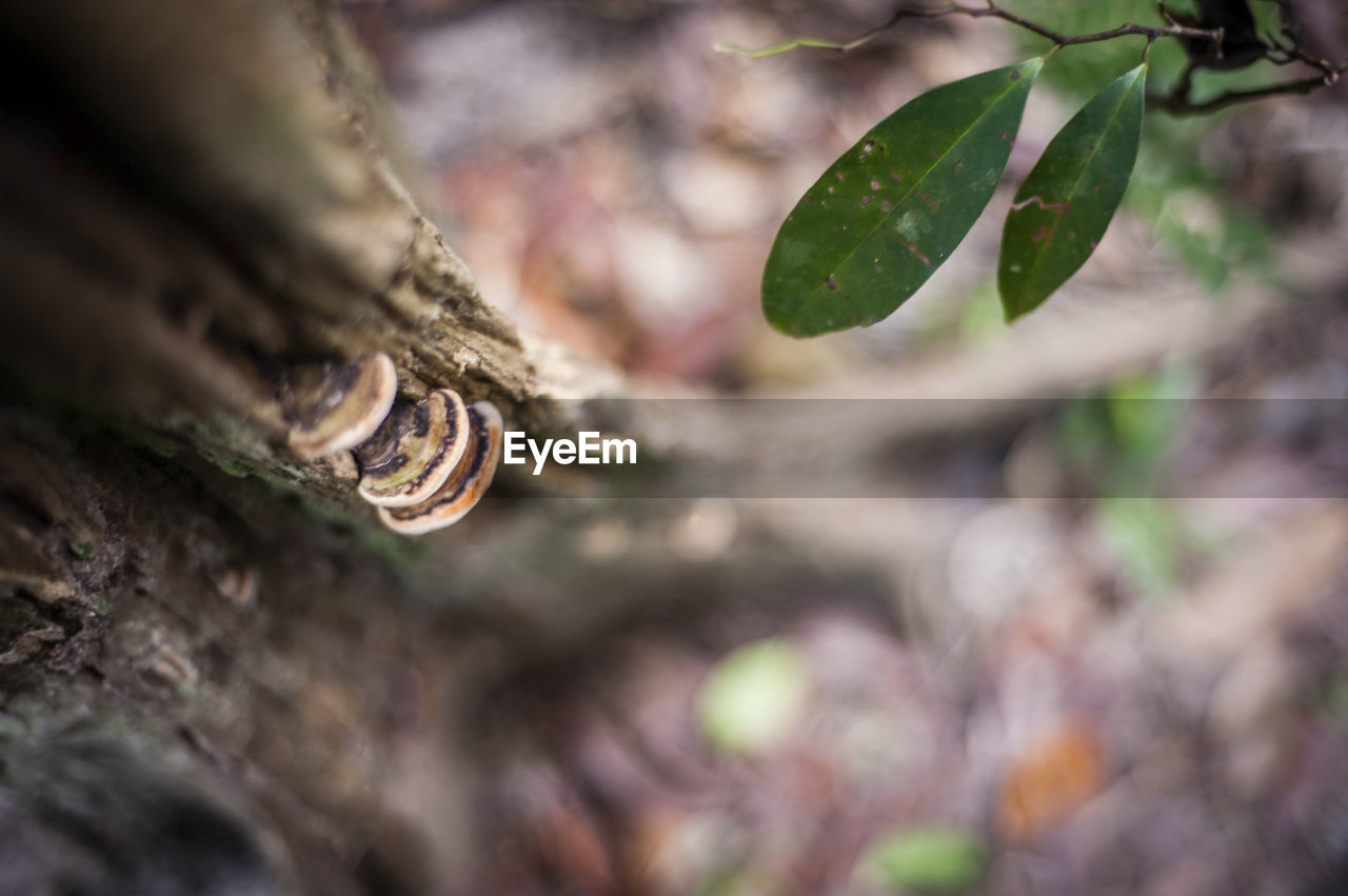 High angle view of funguses and plant