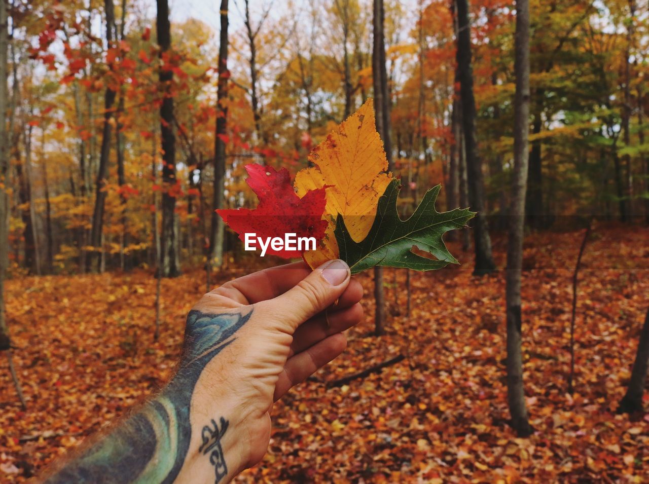 Midsection of person holding leaf during autumn