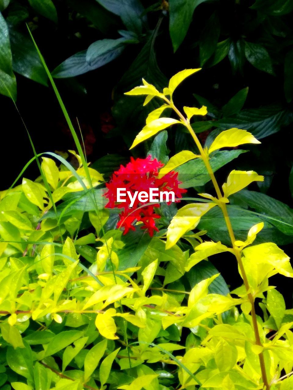 CLOSE-UP OF RED FLOWER