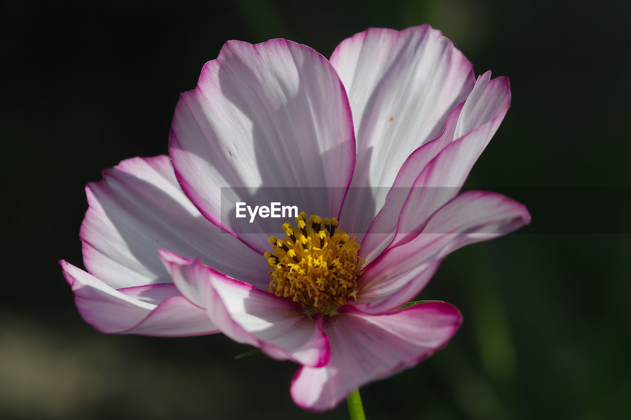 CLOSE-UP OF PINK COSMOS FLOWER