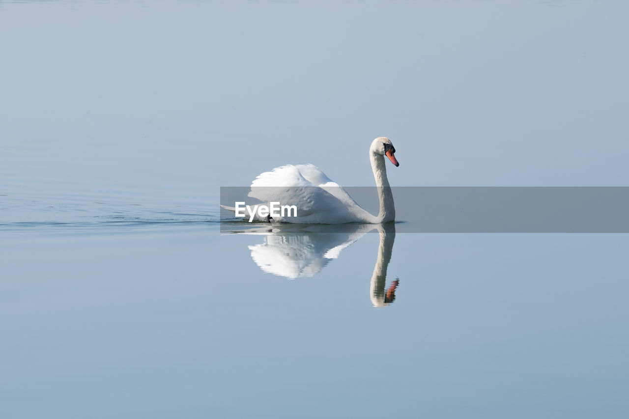 Swan floating on lake against clear sky