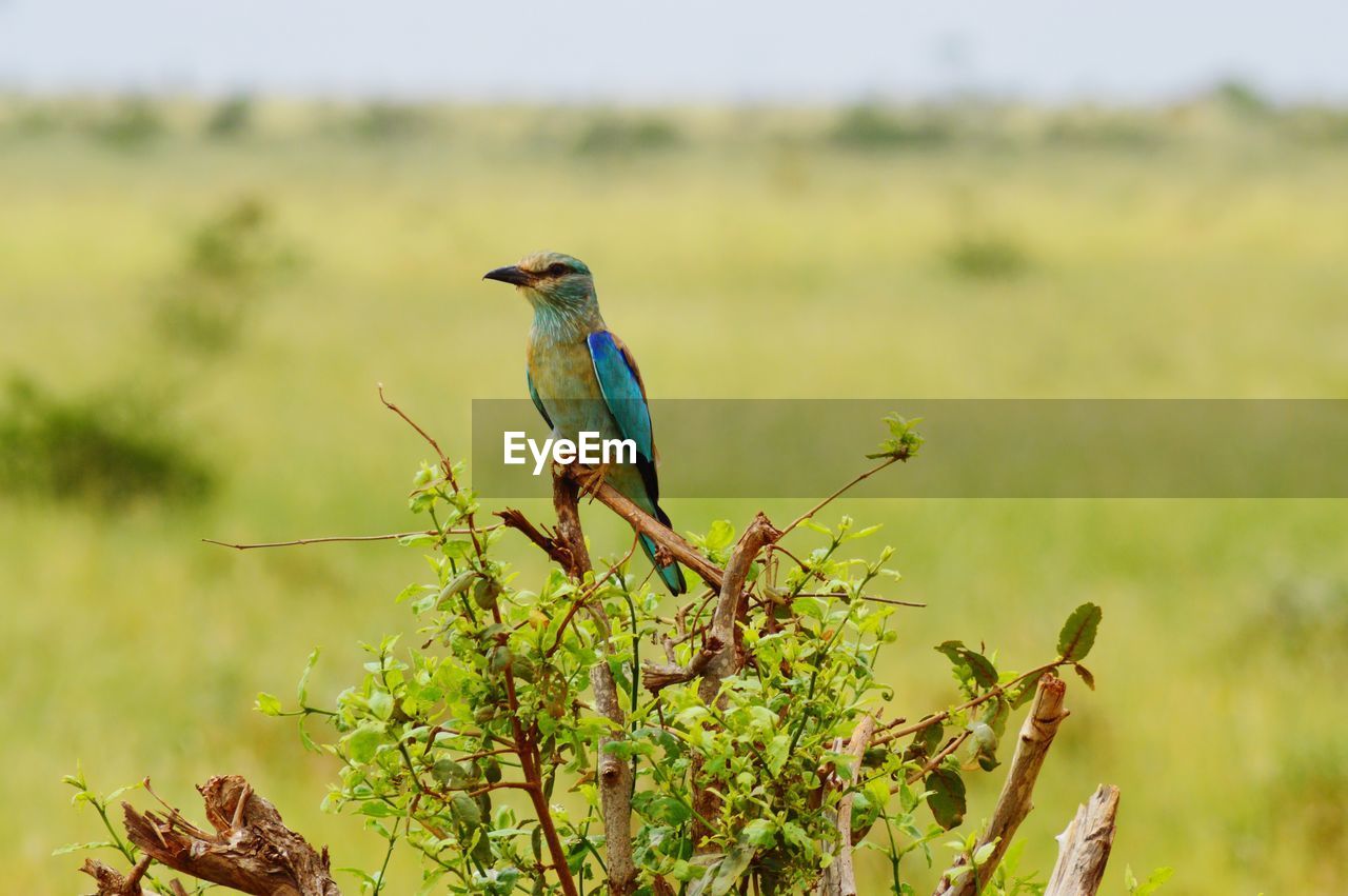 Bird perching on a tree