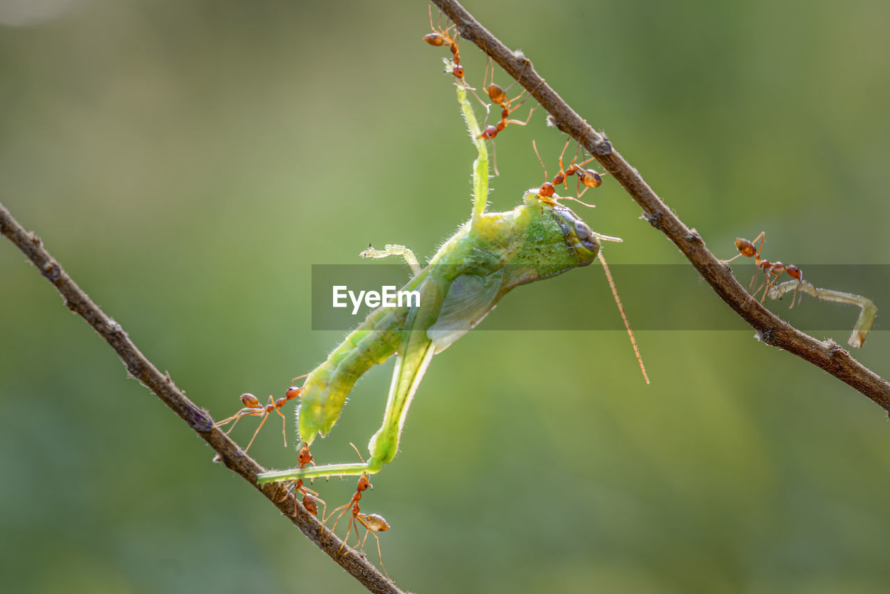CLOSE-UP OF GRASSHOPPER ON PLANT