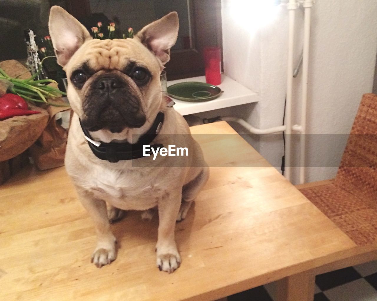 Portrait of french bulldog sitting on table at home