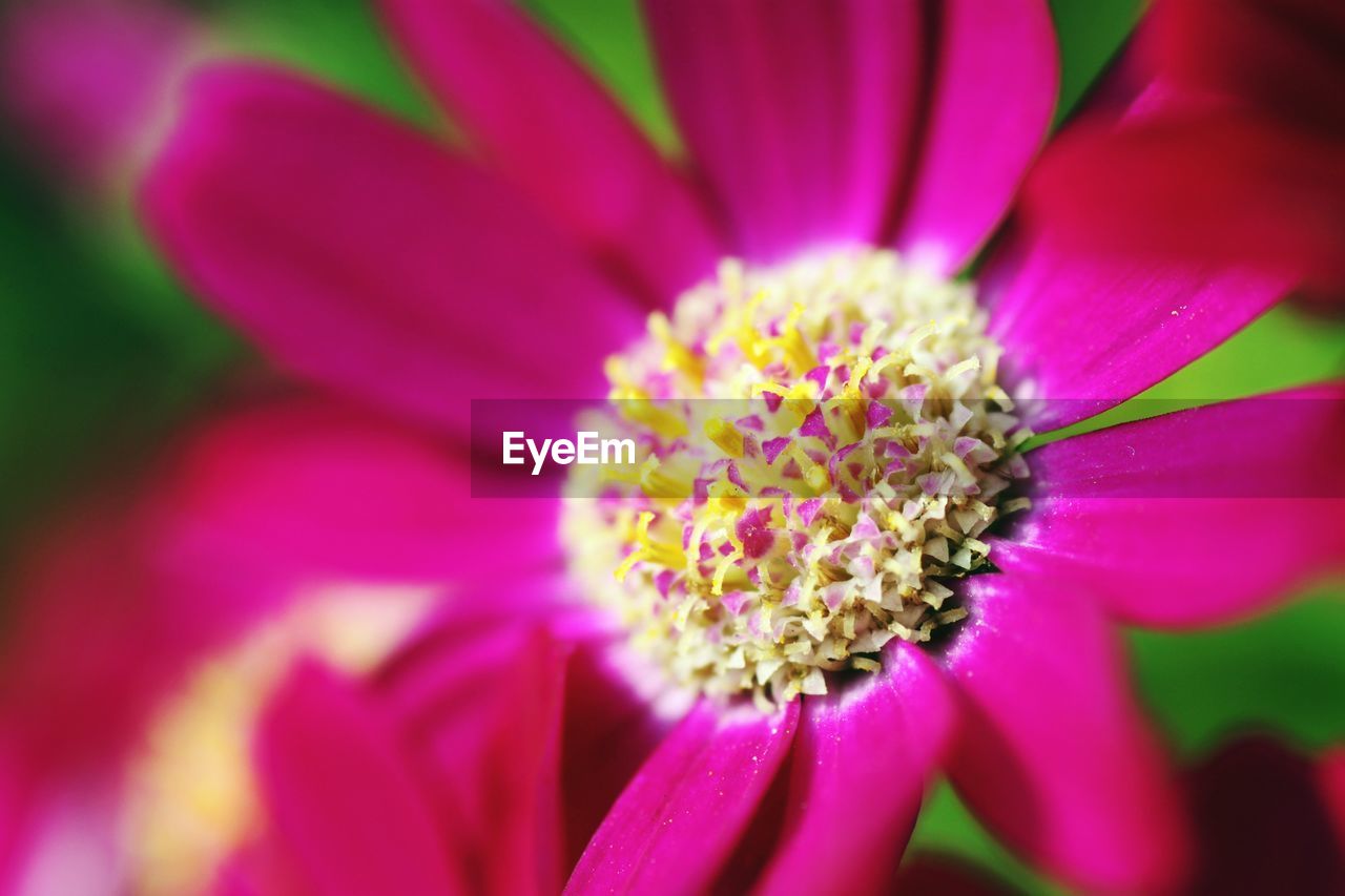 CLOSE-UP OF FLOWERS BLOOMING OUTDOORS