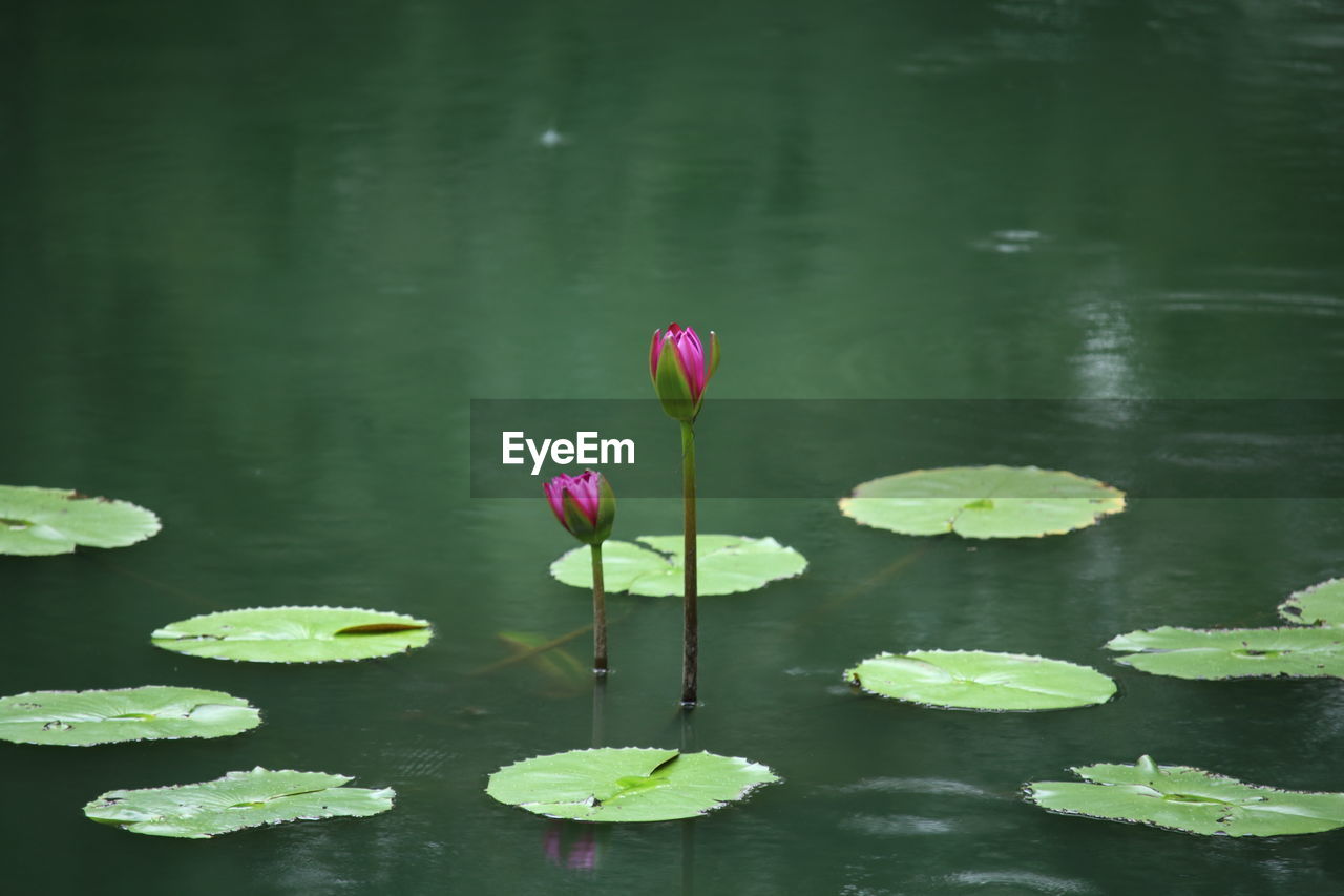 Close-up of lotus water lily in pond