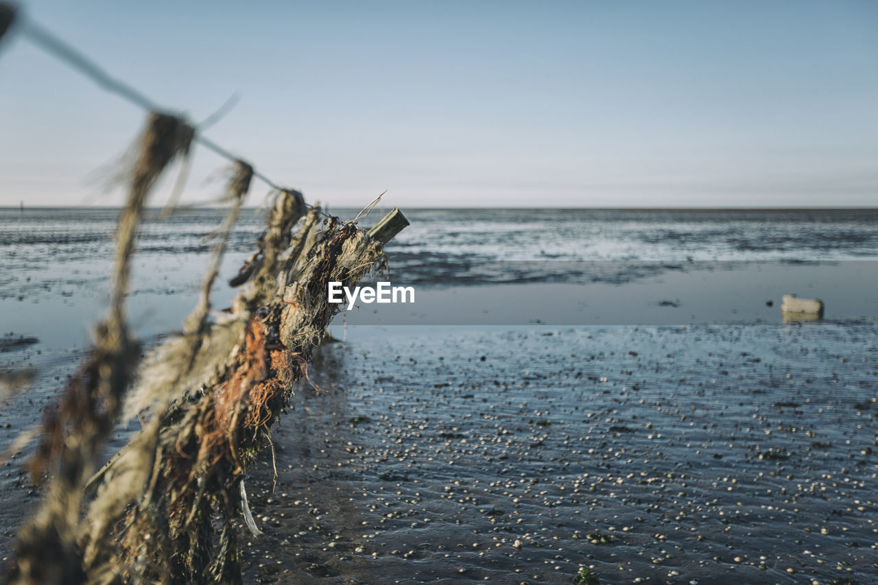 Denmark, romo, remains of old groyne on low tide mud flat