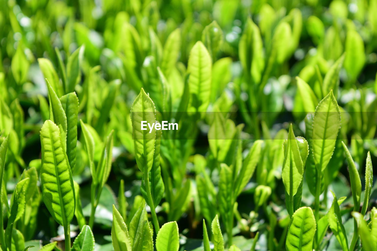 Full frame shot of fresh green plants