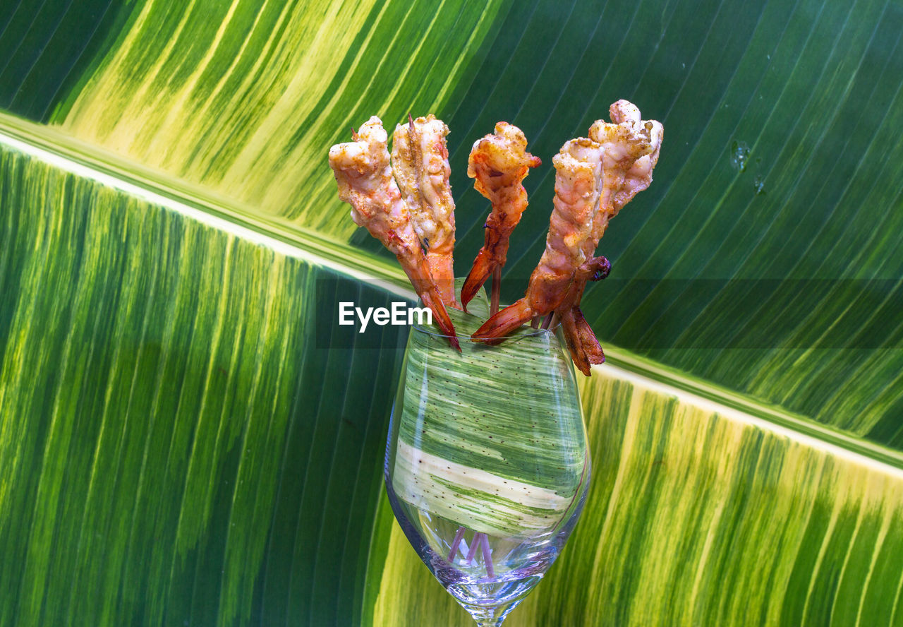 CLOSE-UP OF A LEAF WITH A SPIDER