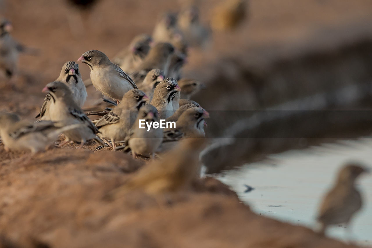 VIEW OF BIRDS DRINKING WATER FROM A BEACH