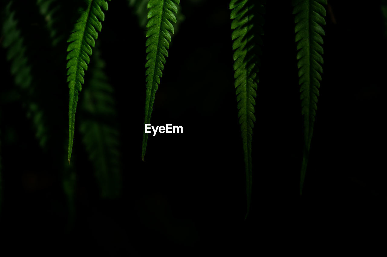 CLOSE-UP OF FERN LEAVES AT NIGHT