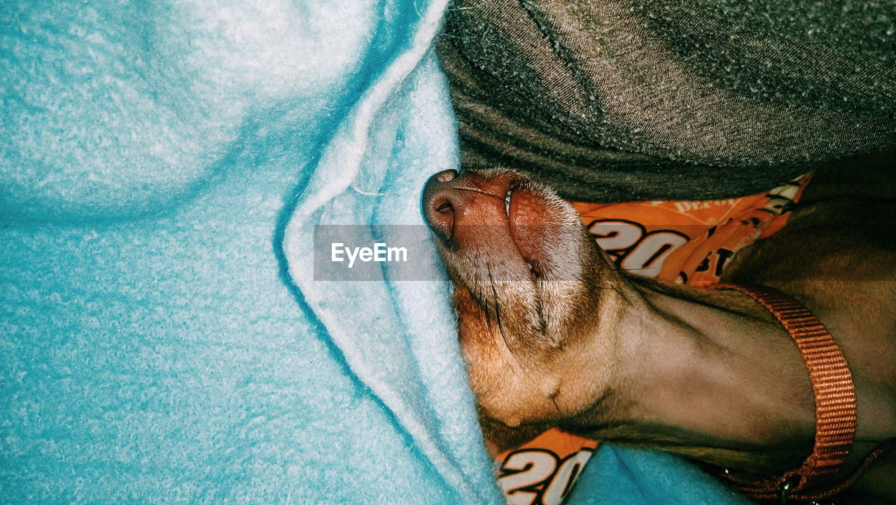 High angle view of dog sleeping on bed at home