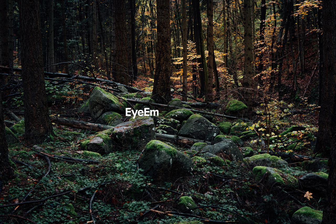 Moss growing on rocks in forest