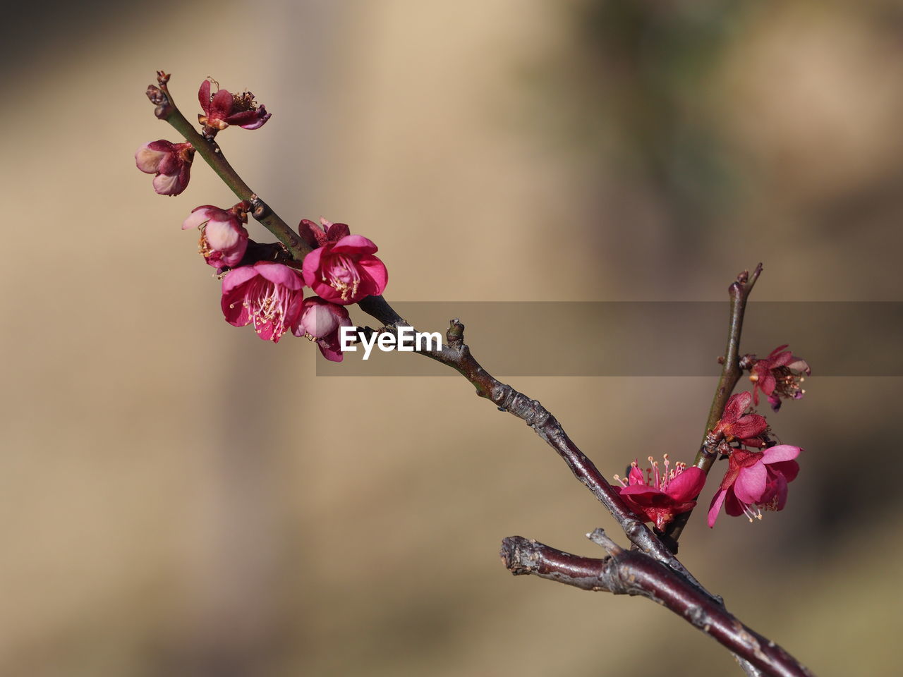 CLOSE-UP OF PINK CHERRY BLOSSOM