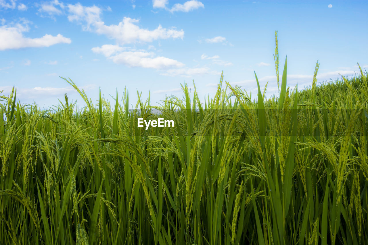 CROPS GROWING ON FARM