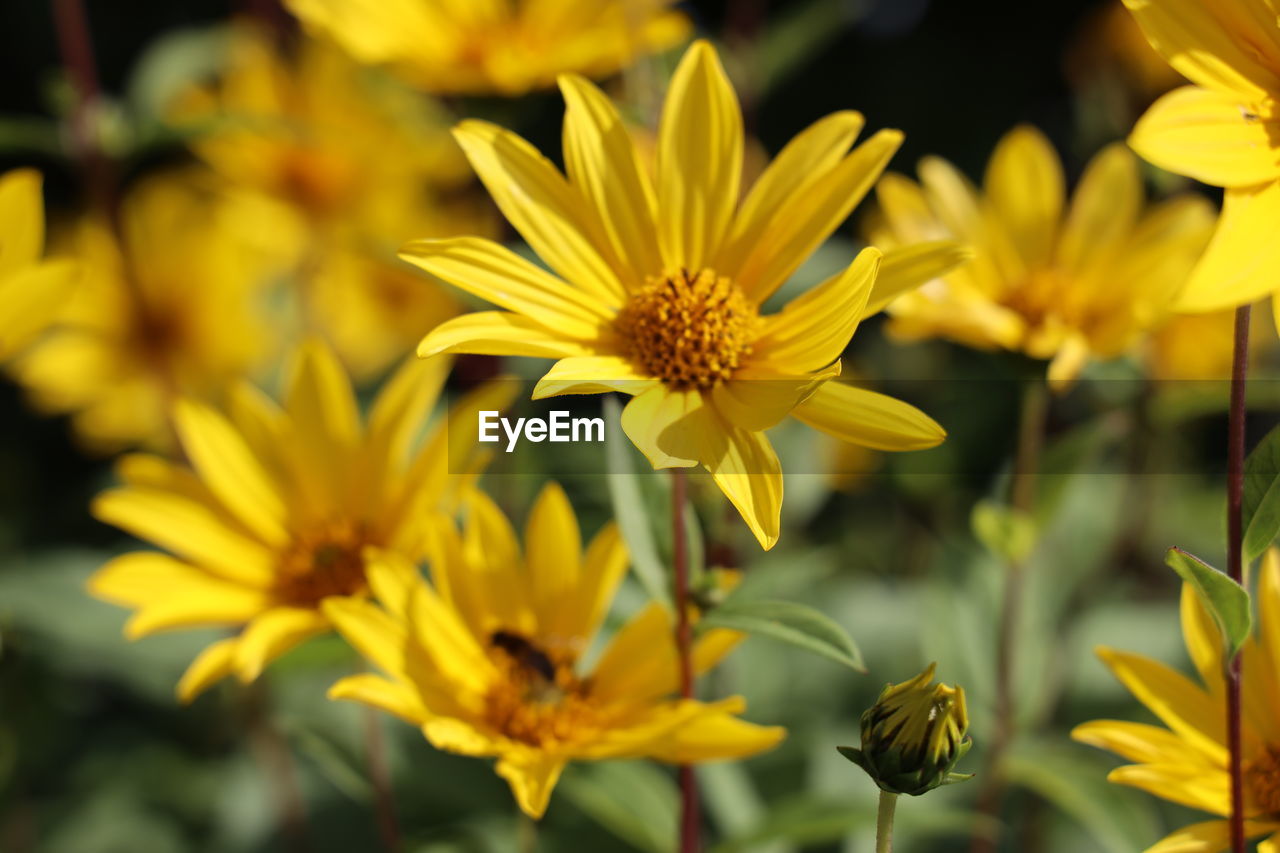 Close-up of yellow flowering plant