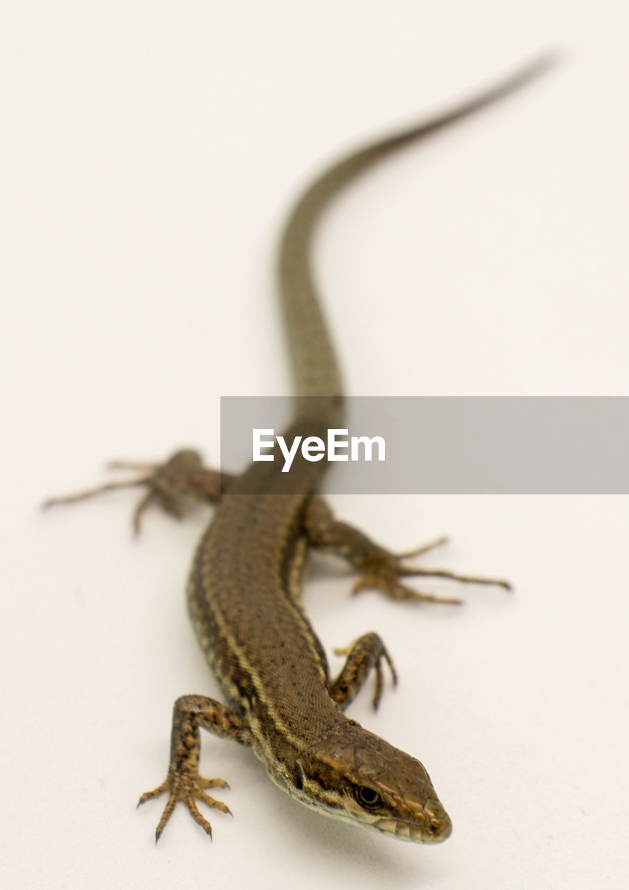 CLOSE-UP OF A LIZARD