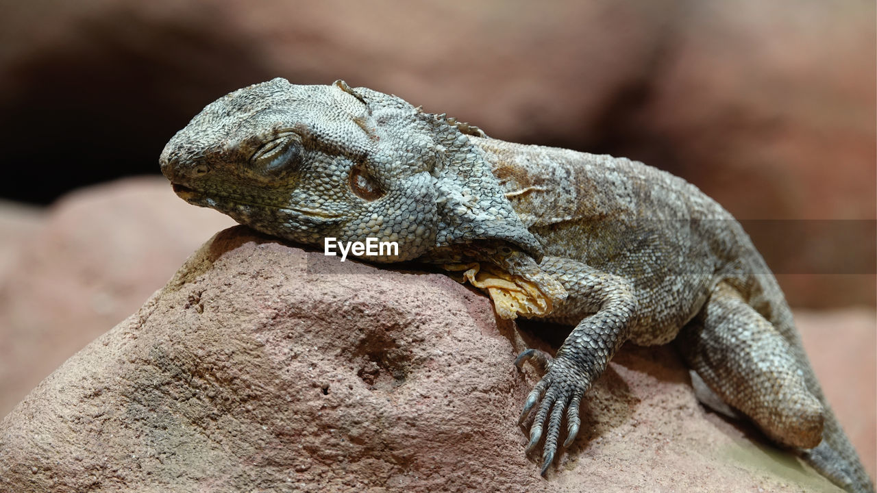 Close-up of lizard on rock