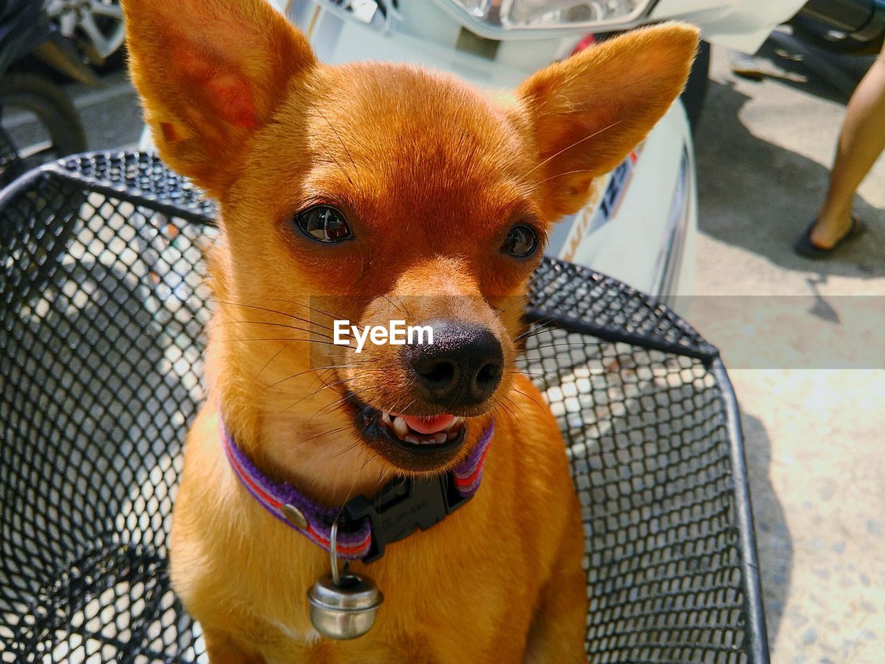 Close-up of chihuahua in shopping cart by motor scooter