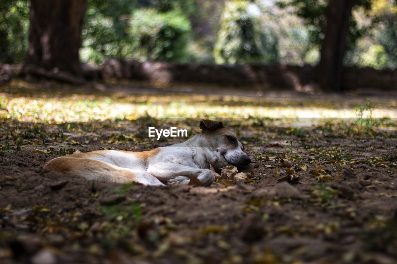 View of a dog resting on field