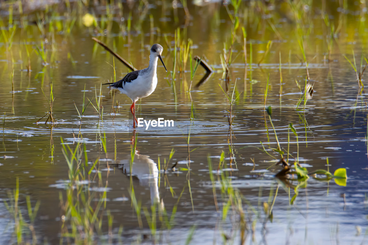 BIRD IN A LAKE