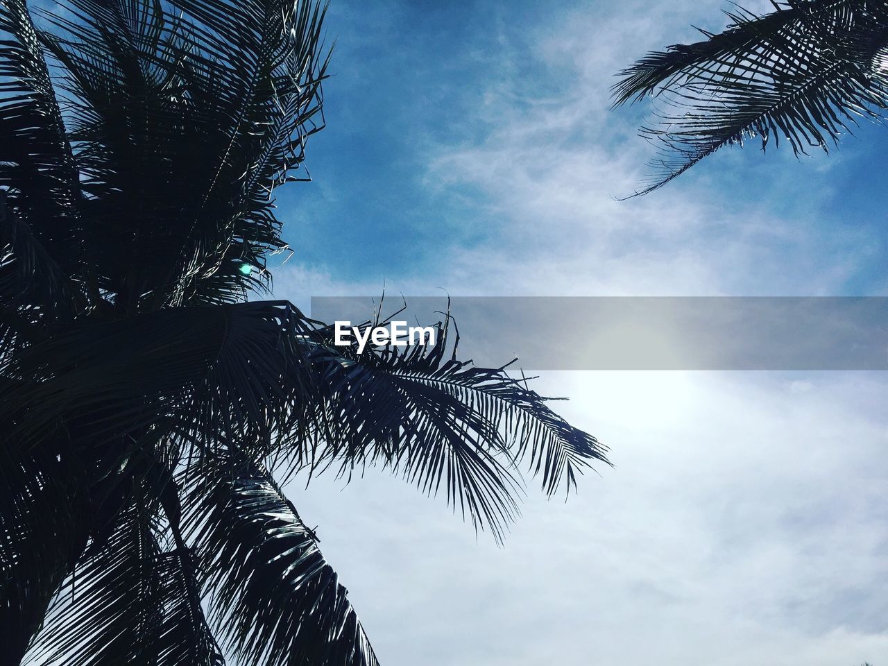 Close-up high section of palm tree against clouds