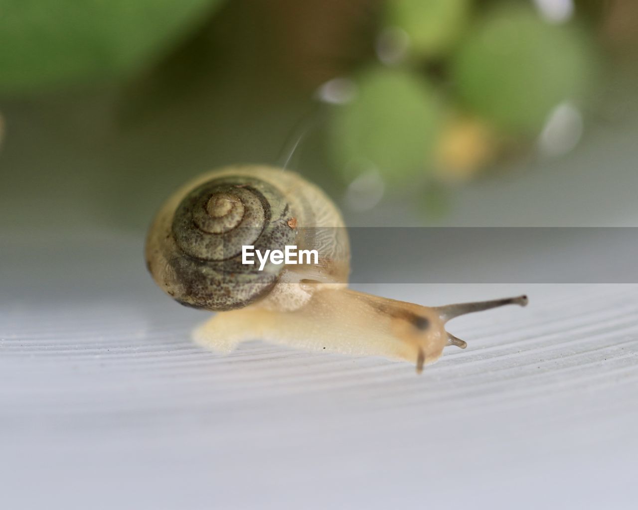 Close-up of snail