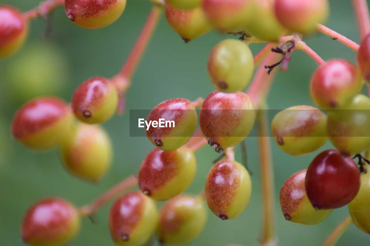 CLOSE-UP OF GRAPES GROWING IN PLANT