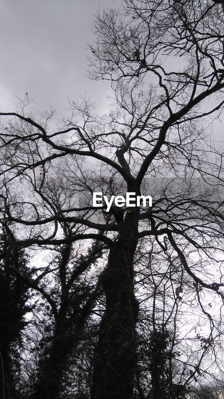 LOW ANGLE VIEW OF BARE TREES AGAINST SKY