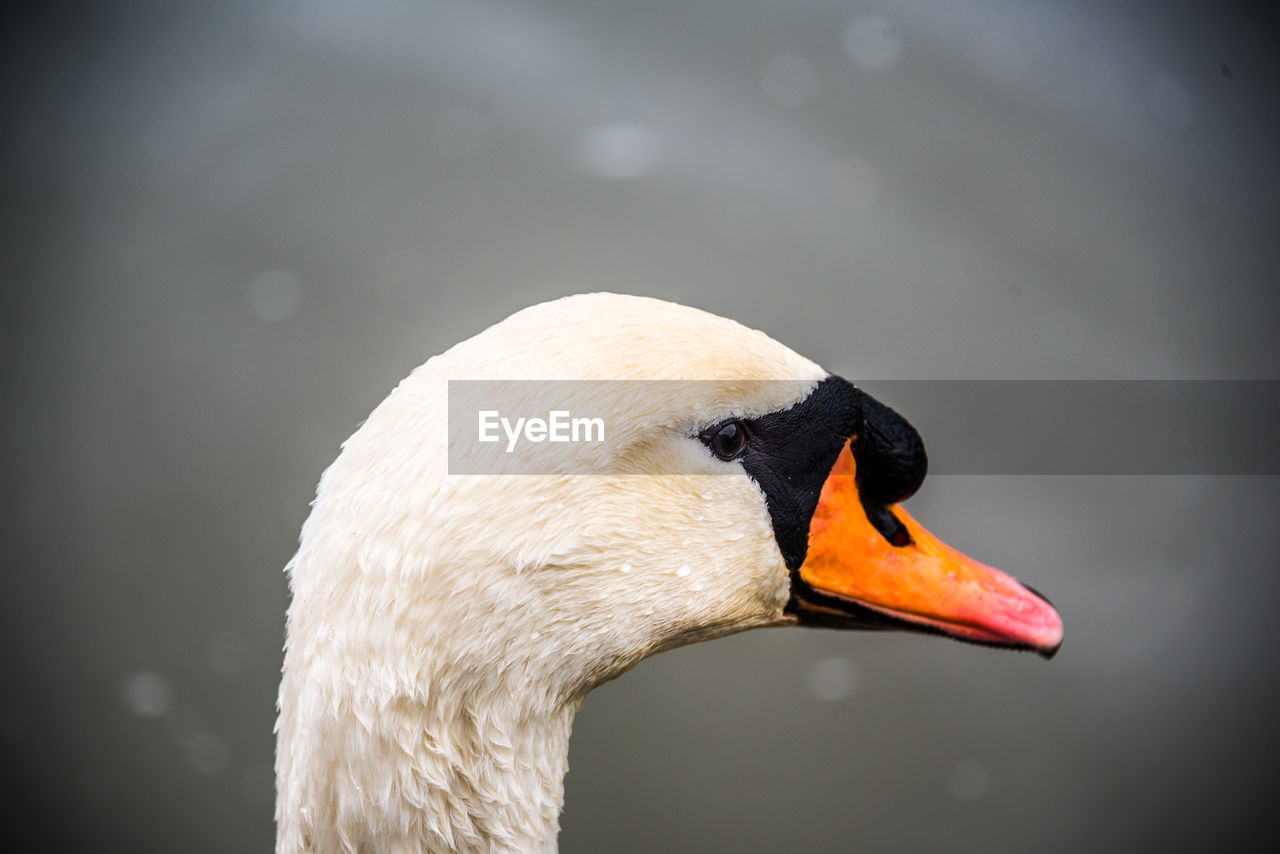 CLOSE-UP OF A SWAN